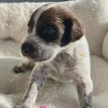 Labrador Retriever and German Shorthaired Pointer Dogs Available for Adoption in Griswold, Connecticut - Panda | PetCurious