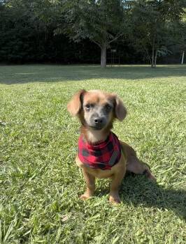 Chocolate -  Chiweenie Dog for Adoption in Tomball, Texas - Chocolate | PetCurious