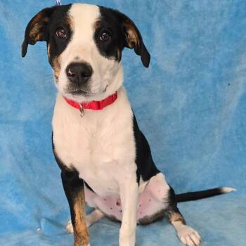 Terrier and Mixed Breed Dogs Available for Adoption - Kylar *FOSTER / FOSTER TO ADOPT NEEDED* | PetCurious