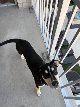 Bianca -  Rottweiler Dog for Adoption in Denver, Colorado - Bianca | PetCurious