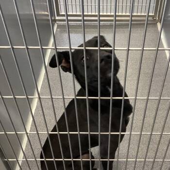 Myla -  Retriever and Shepherd Dog for Adoption in Montgomery, Alabama - Myla | PetCurious