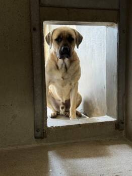 POO -  Mastiff Dog for Adoption in San Bernardino, California - POO | PetCurious