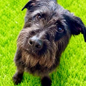 Hallie -  Labradoodle Dog for Adoption in Battle Creek, Michigan - Hallie | PetCurious