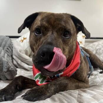 Rescue American Staffordshire Terrier Dogs for Adoption in Claridge, Pennsylvania - Frankie Eugenie | PetCurious