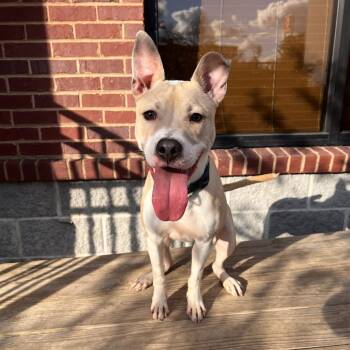 Rescue Mixed Breed Dogs for Adoption in Columbus, Georgia - Tator Tot | PetCurious
