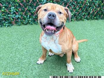 BEEF -  Mixed Breed Dog for Adoption in West Palm Beach, Florida - BEEF | PetCurious