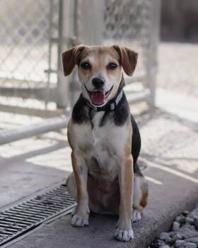 Cleo -  Beagle and Chihuahua Dog for Adoption in St. Ignace, Michigan - Cleo | PetCurious