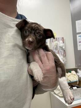 Chihuahua and Mixed Breed Dogs Available for Adoption - Hazel | PetCurious