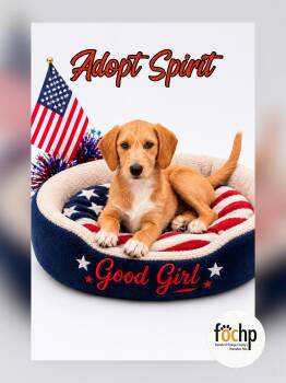 Spirit -  Beagle and Standard Poodle Dog for Adoption in Orange, California - Spirit | PetCurious