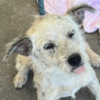 Polar Bear -  Mixed Breed Dog for Adoption in Las Cruces, New Mexico - Polar Bear | PetCurious