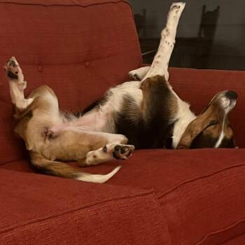 Beagle and Mixed Breed Dogs Available for Adoption - Hazel | PetCurious