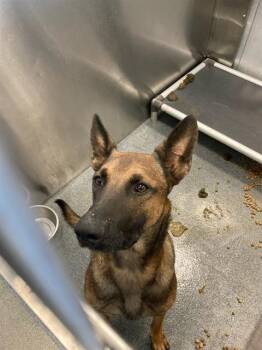 KENDRICK -  Belgian Shepherd Malinois Dog for Adoption in Dallas, Texas - KENDRICK | PetCurious