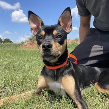 Raichu -  Terrier and Mixed Breed Dog for Adoption in Wimberley, Texas - Raichu | PetCurious
