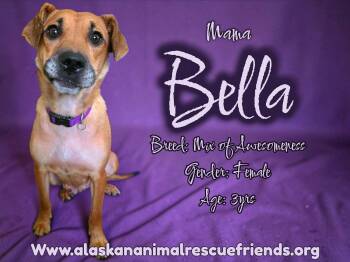 Shepherd and Beagle Dogs Available for Adoption - Bella | PetCurious