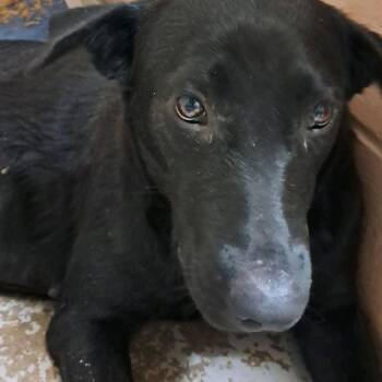 Black Labrador Retriever and Mixed Breed Dogs Available for Adoption in Valley, Alabama - Daisy | PetCurious