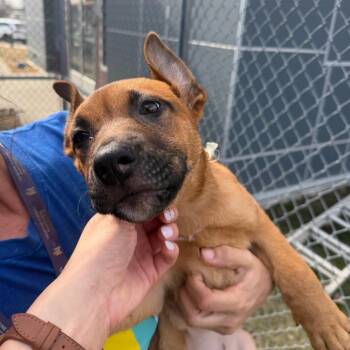 Maitake -  Shepherd and Mixed Breed Dog for Adoption in Wilmington, Delaware - Maitake | PetCurious