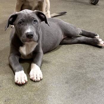 Cinder TN -  American Bulldog Dog for Adoption in Poinciana, Florida - Cinder TN | PetCurious