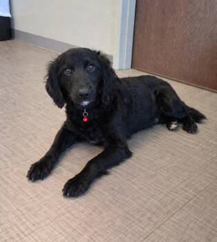 Poodle Dogs Available for Adoption in Sidney, Ohio - Audrey Yrly 143 | PetCurious