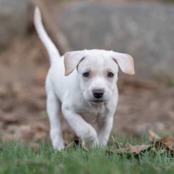 Galaxy Pup - Solar -  Shepherd and Golden Retriever Dog for Adoption in San Diego, California - Galaxy Pup - Solar | PetCurious