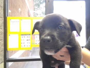 CHOW -MEIN -  Pit Bull Terrier and Mixed Breed Dog for Adoption in Tulsa, Oklahoma - CHOW -MEIN | PetCurious