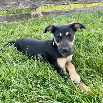 German Shepherd Dog Dogs Available for Adoption in Lexington, Kentucky - Magnolia | PetCurious