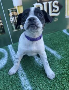 Chihuahua Dogs Available for Adoption - Oreo  | PetCurious