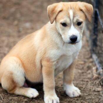 German Shepherd Dog and Retriever Dogs Available for Adoption in Madisonville, Texas - Belle Starr | PetCurious
