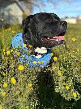 Boxer Dogs Available for Adoption in Santa Monica, California - Seeker | PetCurious