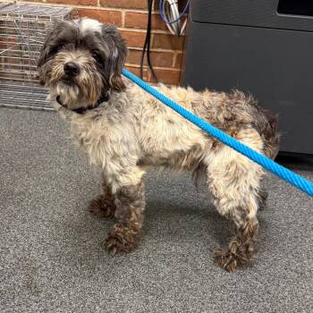Micah -  Mixed Breed Dog for Adoption in Allentown, Pennsylvania - Micah | PetCurious