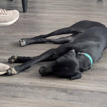 German Shorthaired Pointer Dogs Available for Adoption in Omaha, Nebraska - Jet - Coming Soon! | PetCurious