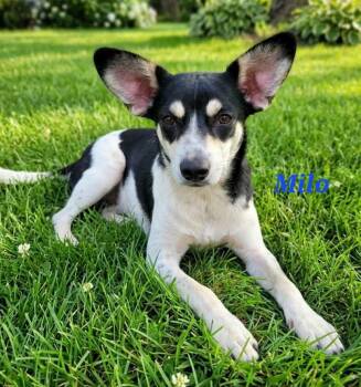 Milo -  Fox Terrier Dog for Adoption in Wantagh, New York - Milo | PetCurious