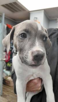 Mack -  Terrier and Mixed Breed Dog for Adoption in Conway, Arkansas - Mack | PetCurious