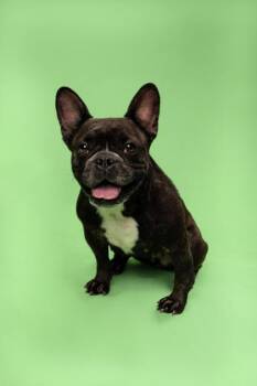 Penny -  French Bulldog and Mixed Breed Dog for Adoption in Fort Worth, Texas - Penny | PetCurious