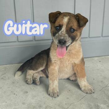 Guitar -  Australian Cattle Dog Blue Heeler Dog for Adoption in Chuckey, Tennessee - Guitar | PetCurious