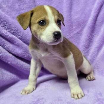 Raju -  Labrador Retriever and Husky Dog for Adoption in Carencro, Louisiana - Raju | PetCurious
