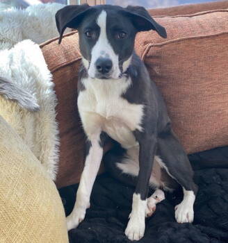 Rescue Border Collie Dogs for Adoption in Brooklyn Center, Minnesota - Daisy Duke | PetCurious