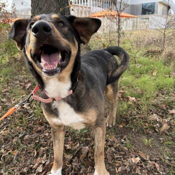 Auggie -  Mixed Breed Dog for Adoption in Bentonville, Arkansas - Auggie | PetCurious