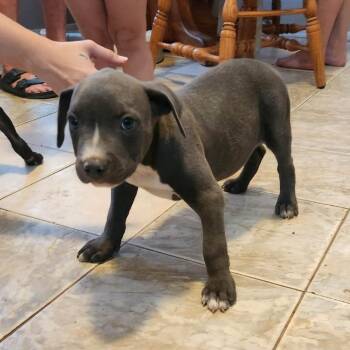 Sammi -  Pit Bull Terrier and Mixed Breed Dog for Adoption in Wadena, Minnesota - Sammi | PetCurious
