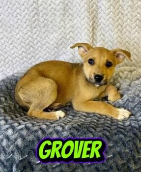 Belgian Shepherd Malinois Dogs Available for Adoption in Boerne, Texas - Grover | PetCurious