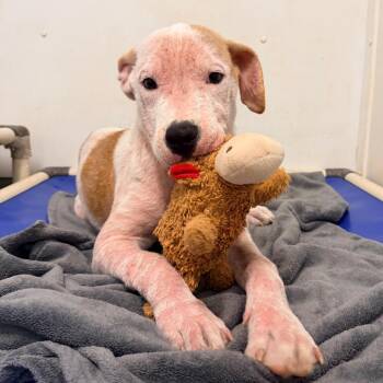 Toast -  Mixed Breed Dog for Adoption in Rocky Mount, Virginia - Toast | PetCurious