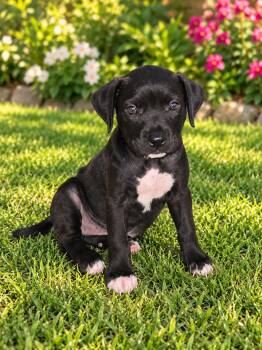 Noiree -  Pit Bull Terrier Dog for Adoption in Harlingen, Texas - Noiree | PetCurious