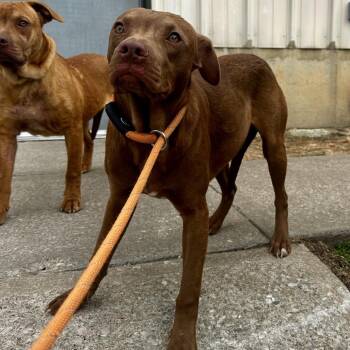 Mixed Breed Dogs Available for Adoption - Dallas | PetCurious