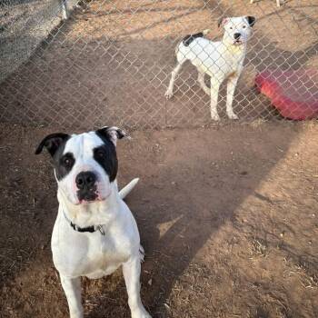 Porky -  American Bulldog and Pit Bull Terrier Dog for Adoption in Sand Springs, Oklahoma - Porky | PetCurious