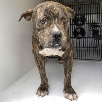 Augustin -  Pit Bull Terrier Dog for Adoption in Beaumont, Texas - Augustin | PetCurious