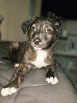 Mixed Breed Dogs Available for Adoption - Dabria | PetCurious
