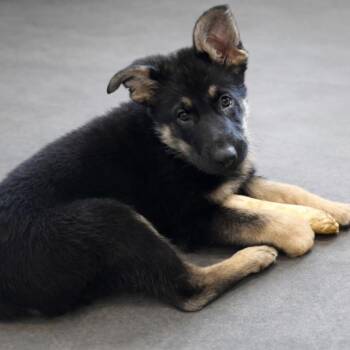 German Shepherd Dog Dogs Available for Adoption - Waverly | PetCurious