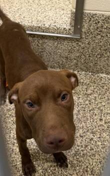 Somalia -  Pit Bull Terrier and Mixed Breed Dog for Adoption in Westland, Michigan - Somalia | PetCurious