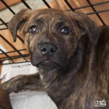 Shepherd Dogs Available for Adoption in Washington, District Of Columbia - Nadia | PetCurious