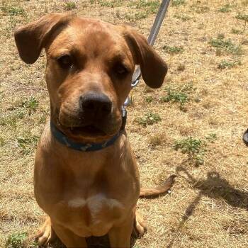 Pepper -  Mastiff Dog for Adoption in Tonasket, Washington - Pepper | PetCurious