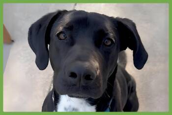 Rescue Labrador Retriever and Pit Bull Terrier Dogs for Adoption in Amherst, Massachusetts - Loreto | PetCurious